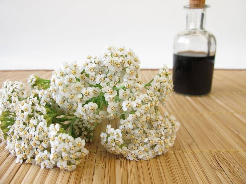 Ditch Your Poisonous Bug Sprays and Use Yarrow Instead Natural Mentor