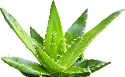 aloe-vera