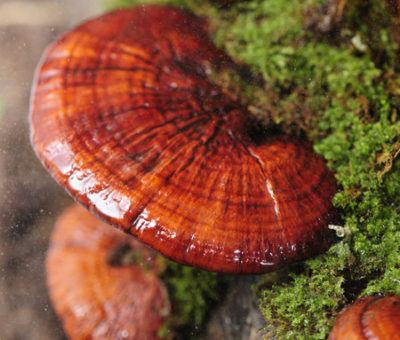 reishi