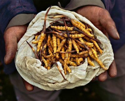 cordyceps-mushrooms